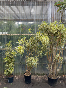 dracaena reflexa tree Dracaena Reflexa