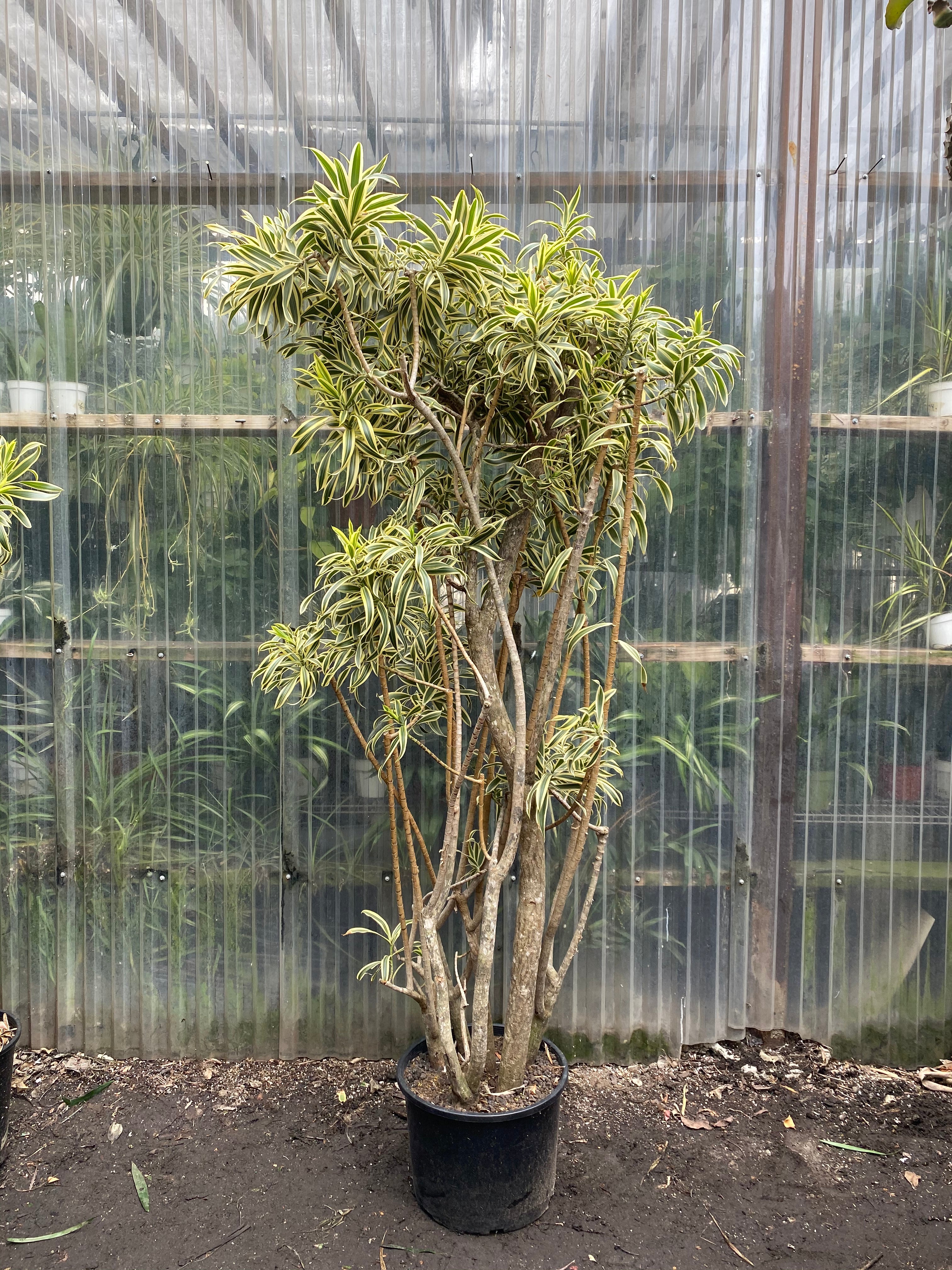 Dracaena Reflexa - Song of India – Mickey Hargitay Plants