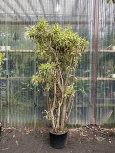 song of india plant fertilizer Dracaena Reflexa