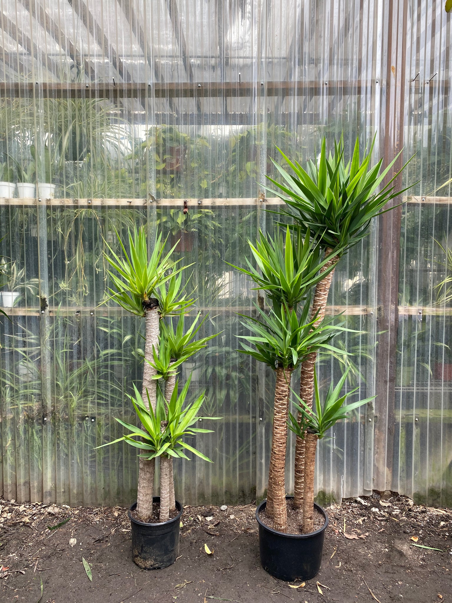 yucca cane plants Yucca elephantipes