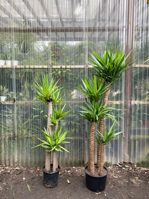 Yucca - Mickey Hargitay Plants