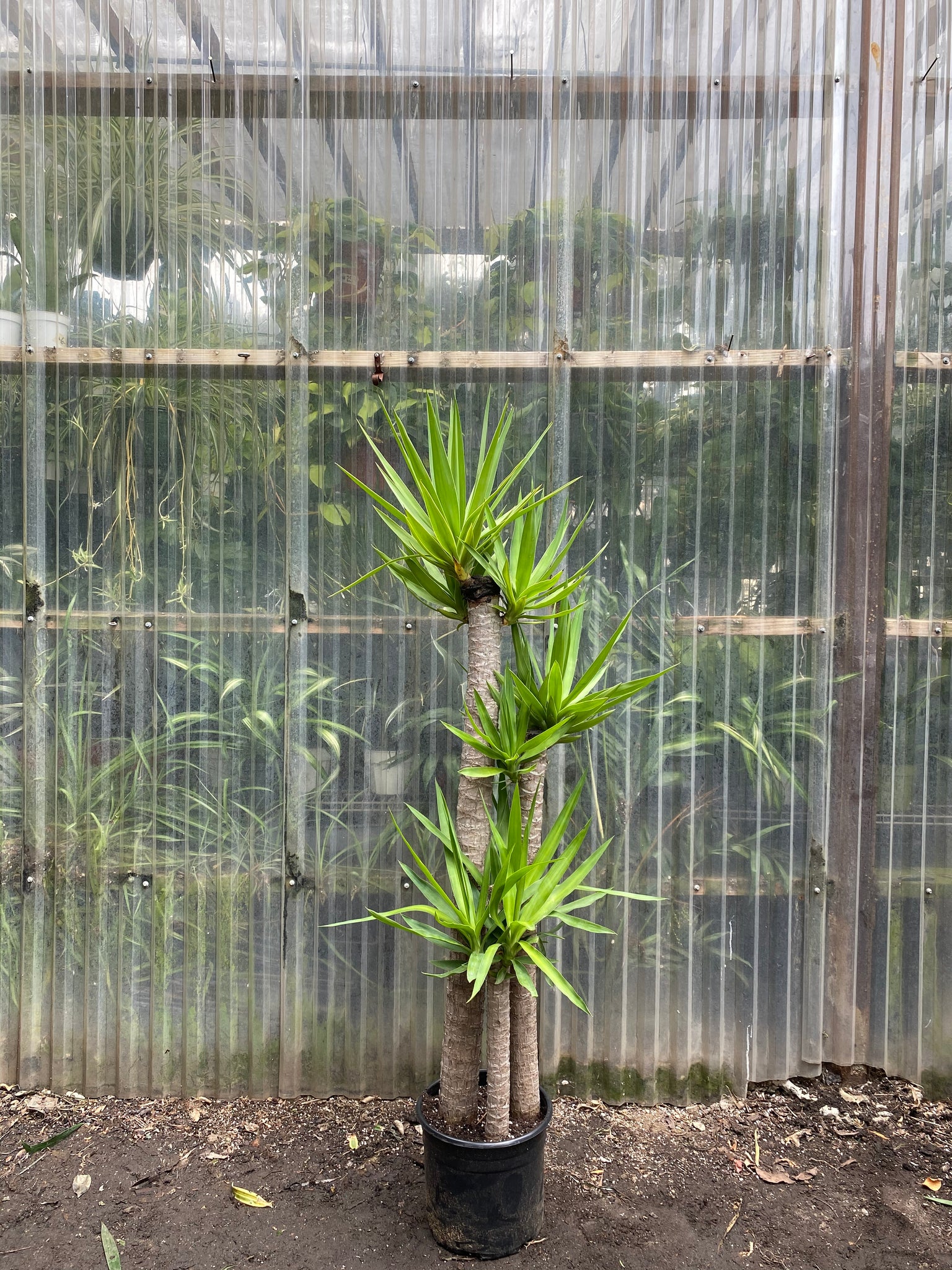 yucca elephantipes house plant Yucca elephantipes