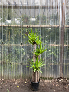 yucca plant for indoors Yucca elephantipes