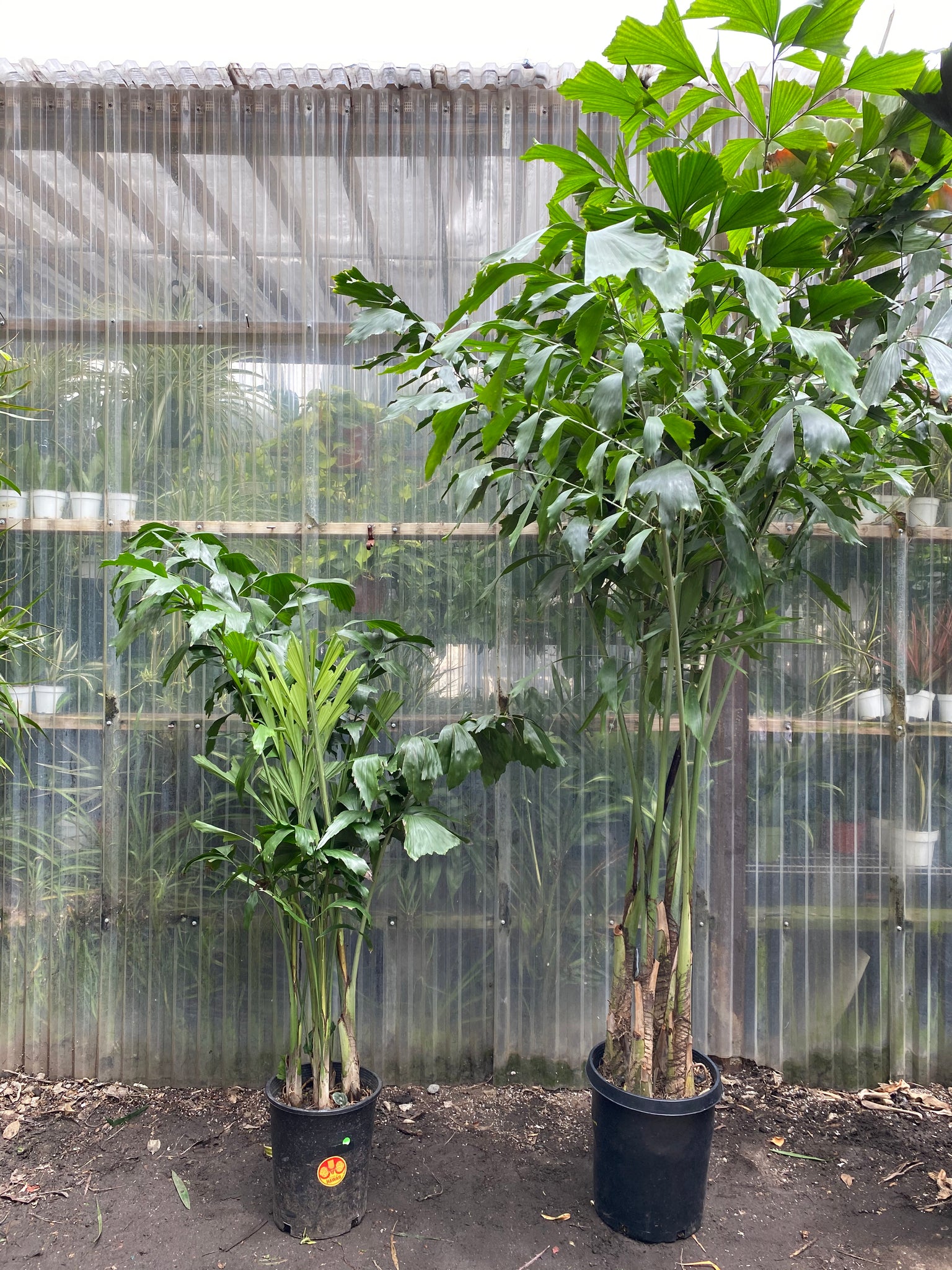 fishtail palm indoor plant Fishtail Palm | Caryota