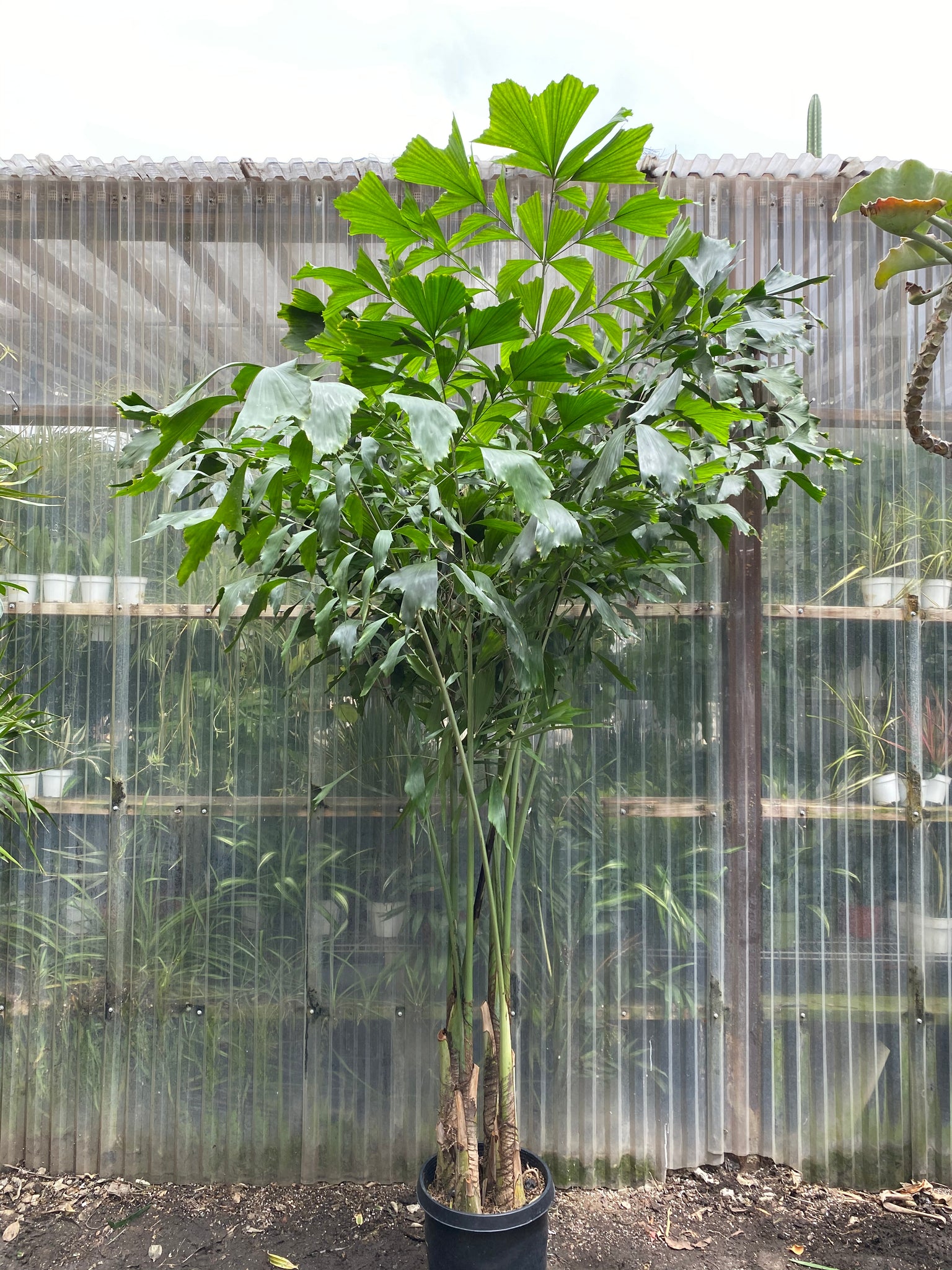 palm plant price Fishtail Palm | Caryota