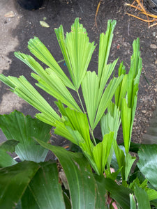 Fishtail Palm - Mickey Hargitay Plants