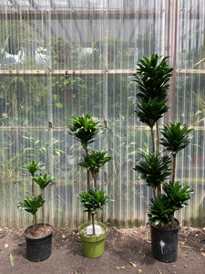 dracaena janet craig compacta Dracaena Janet Craig | Compacta