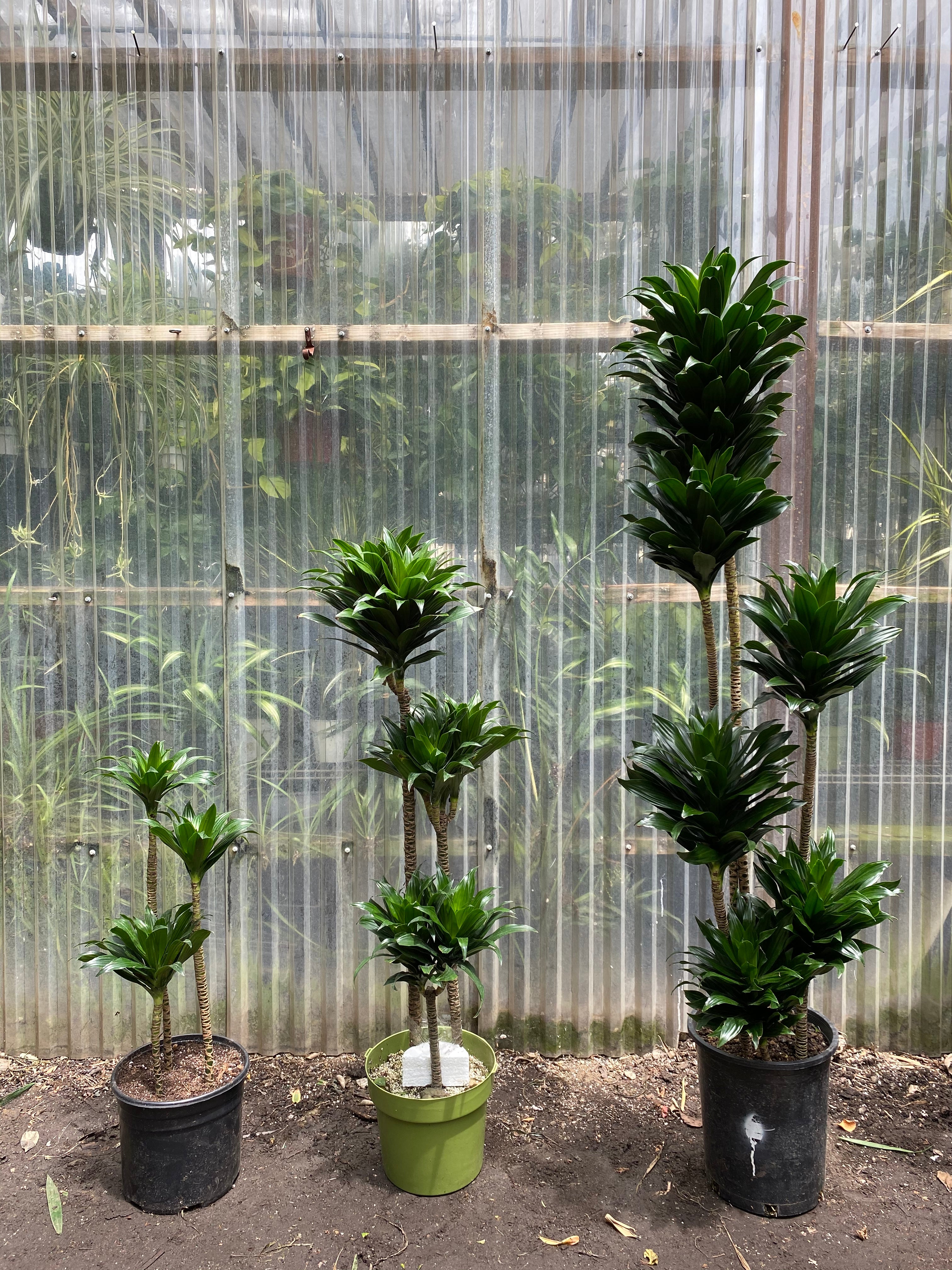 dracaena compacta green jewel Dracaena compacta