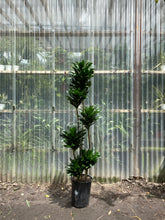 Load image into Gallery viewer, Dracaena compacta - Mickey Hargitay Plants