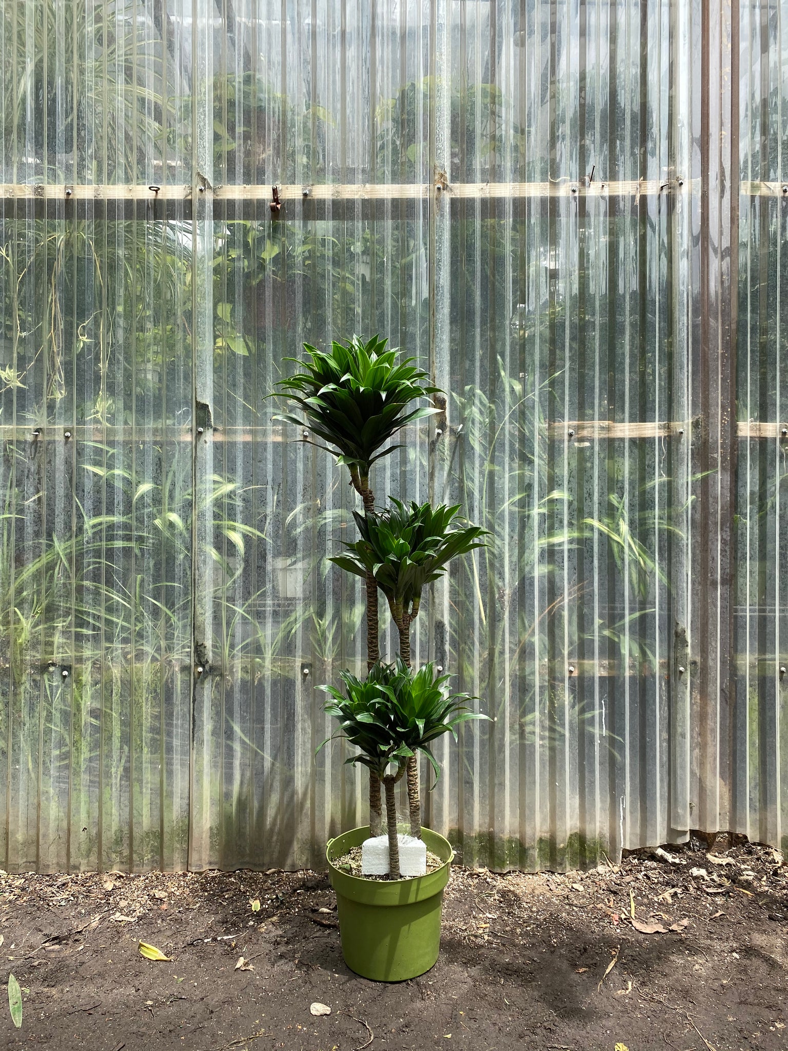 dracaena jc compacta Dracaena Janet Craig | Compacta