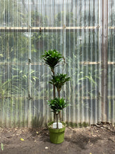 Load image into Gallery viewer, Dracaena compacta - Mickey Hargitay Plants