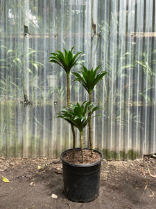 dracaena janet craig compacta cane plant Dracaena Janet Craig | Compacta