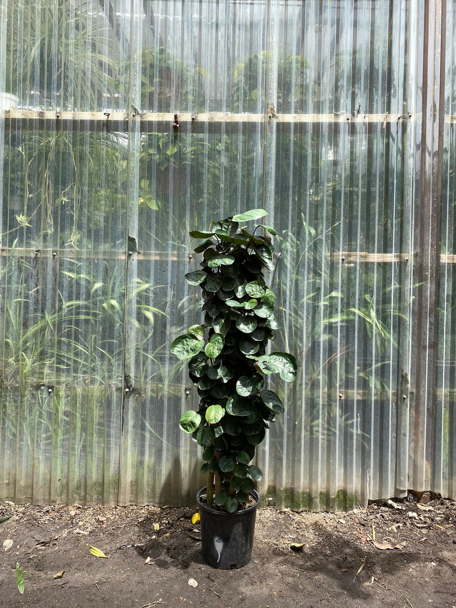mahalia plastic plants Polyscias scutellaria | Aralia Fabian