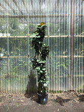 Load image into Gallery viewer, Aralia Fabian - Mickey Hargitay Plants