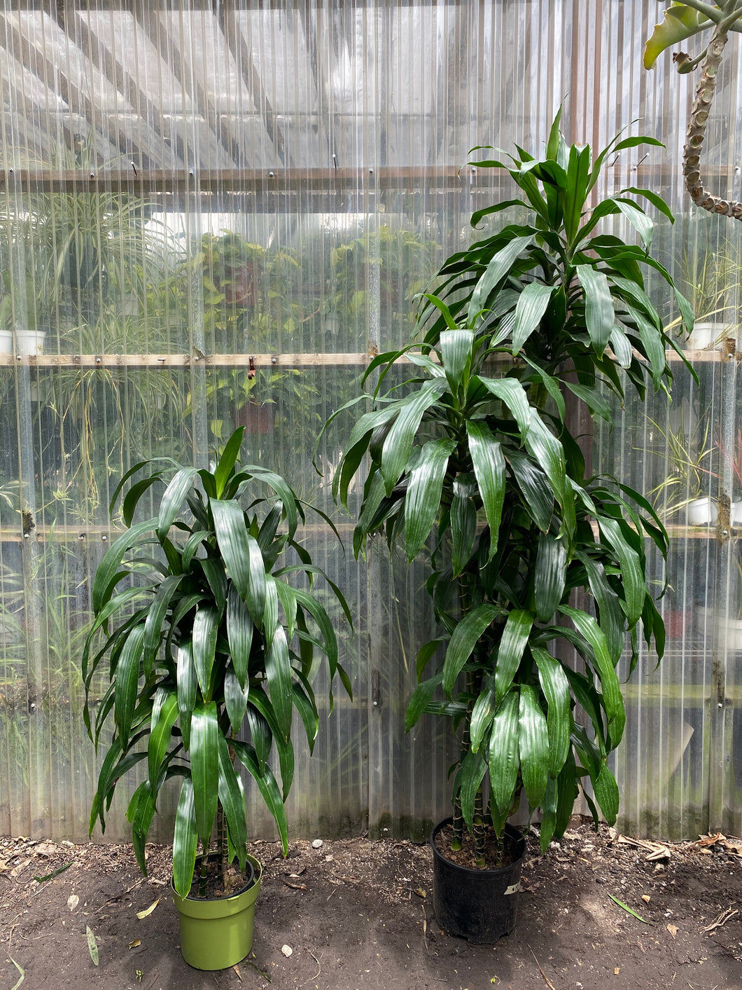 price of dracaena plant Dracaena fragrans | Lisa
