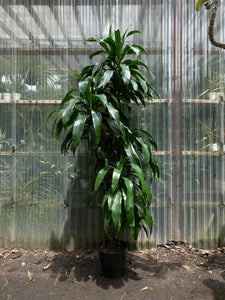dracaena ficus Dracaena fragrans | Lisa