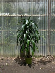 dracaena fragrans lisa Dracaena fragrans | Lisa