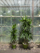 Load image into Gallery viewer, Dracaena marginata - Mickey Hargitay Plants