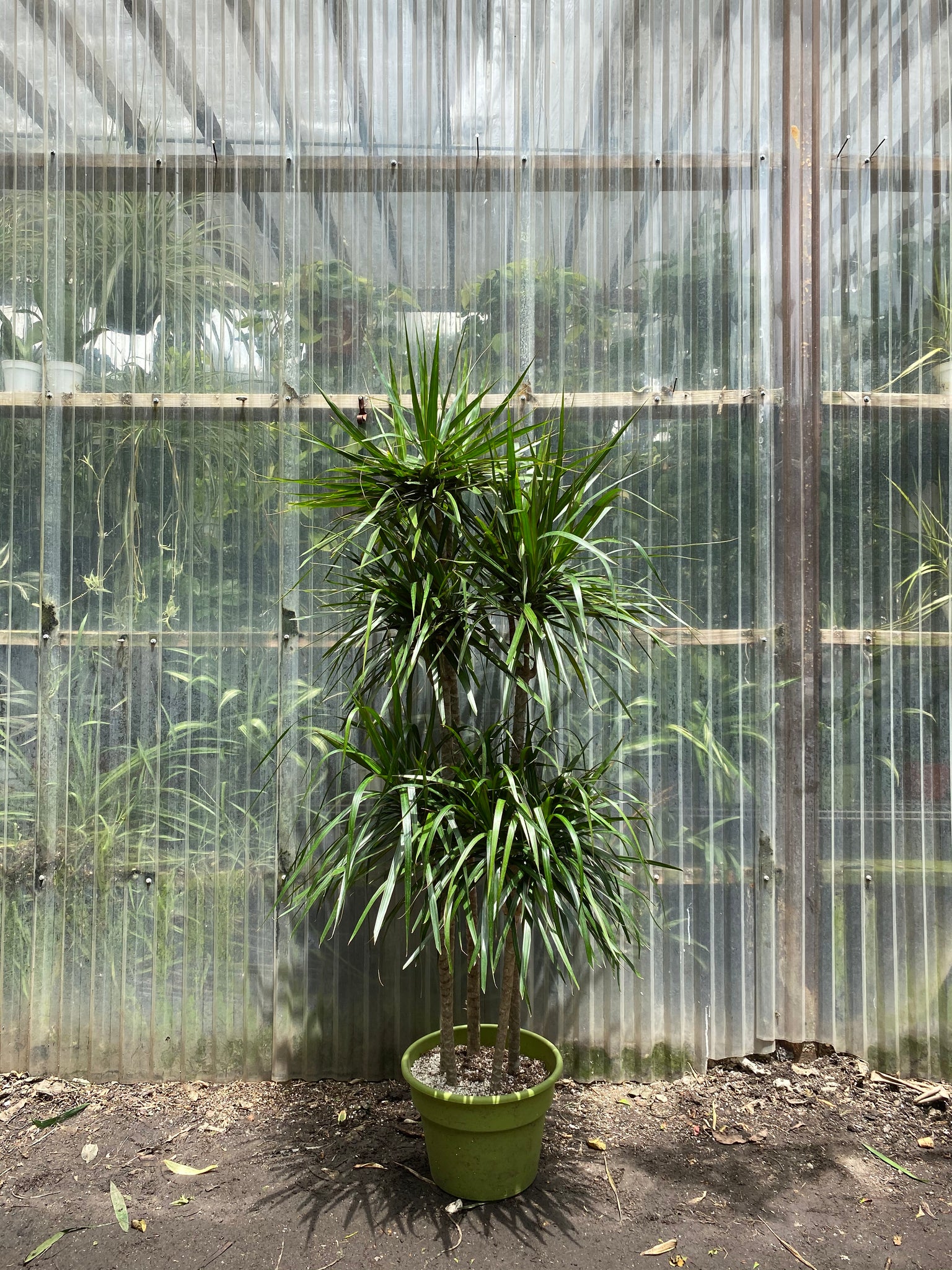large dracaena marginata Dracaena marginata | Dragon Tree | Red Edge