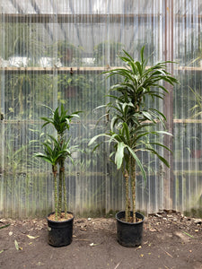 dracaena warneckii cuidados Dracaena warneckii – Mickey Hargitay Plants