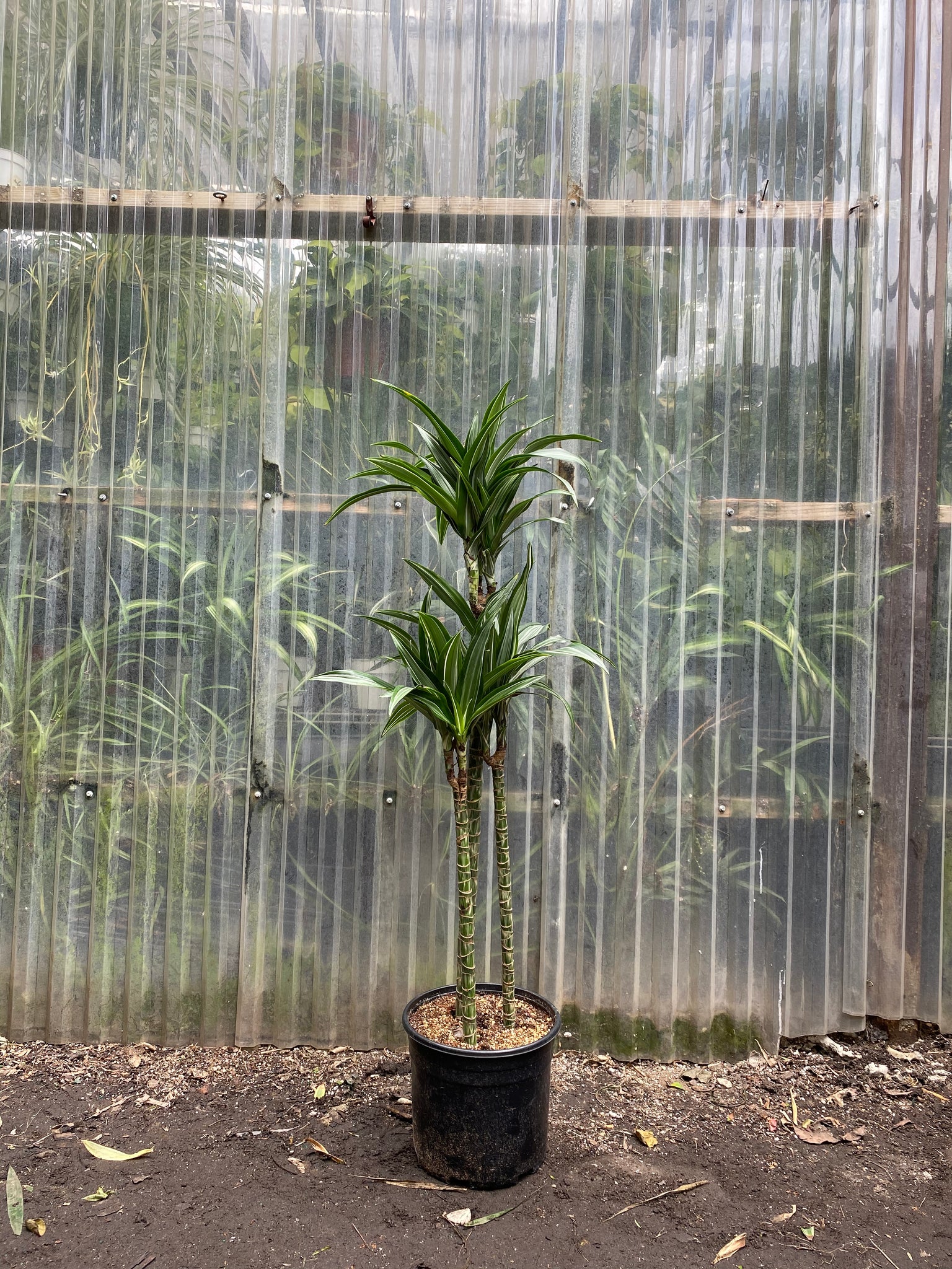 warneckii dracaena air purifying Dracaena warneckii – Mickey Hargitay Plants