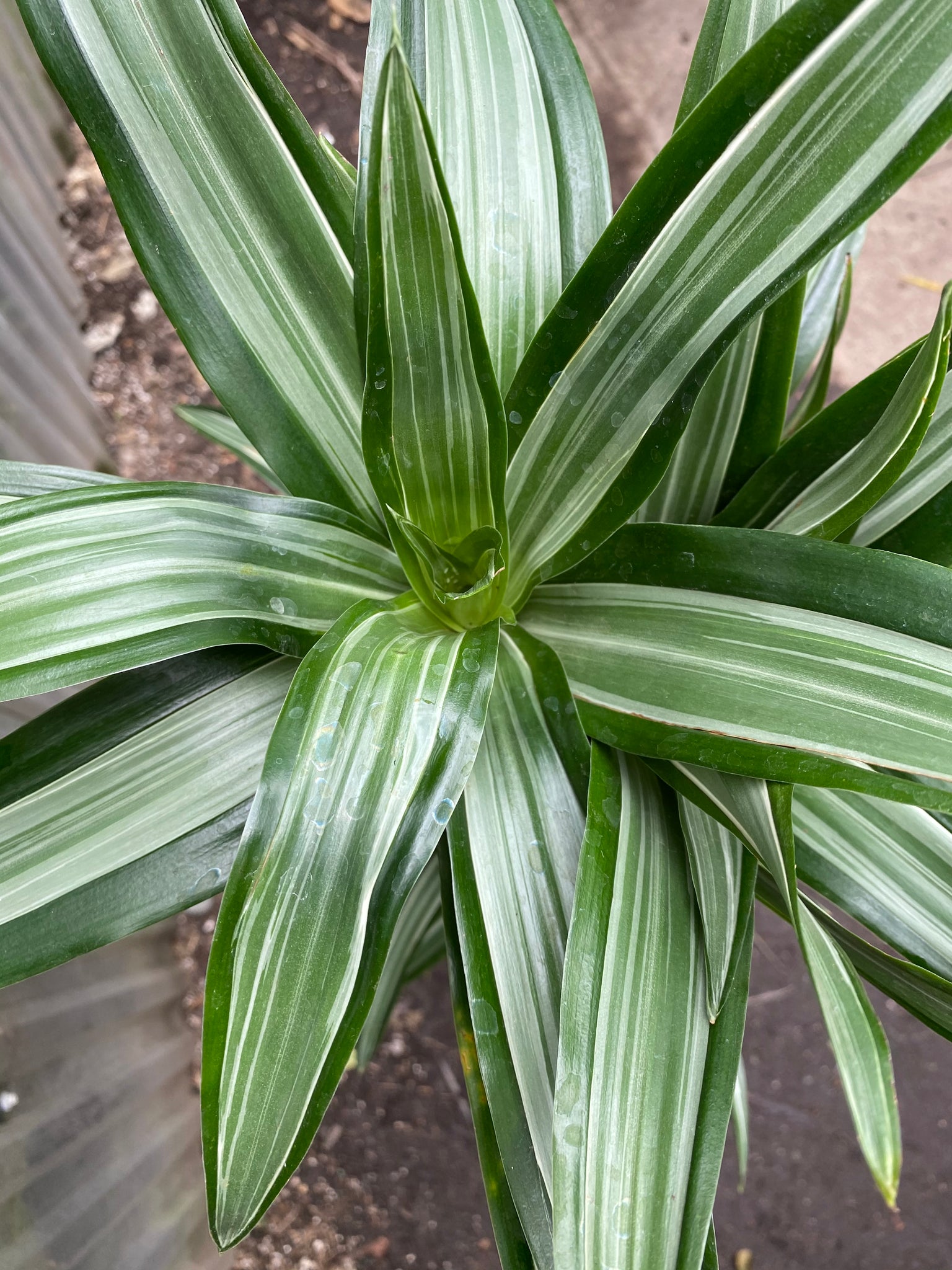 dracaena warneckei Dracaena warneckii – Mickey Hargitay Plants