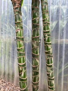 Dracaena warneckii - Mickey Hargitay Plants