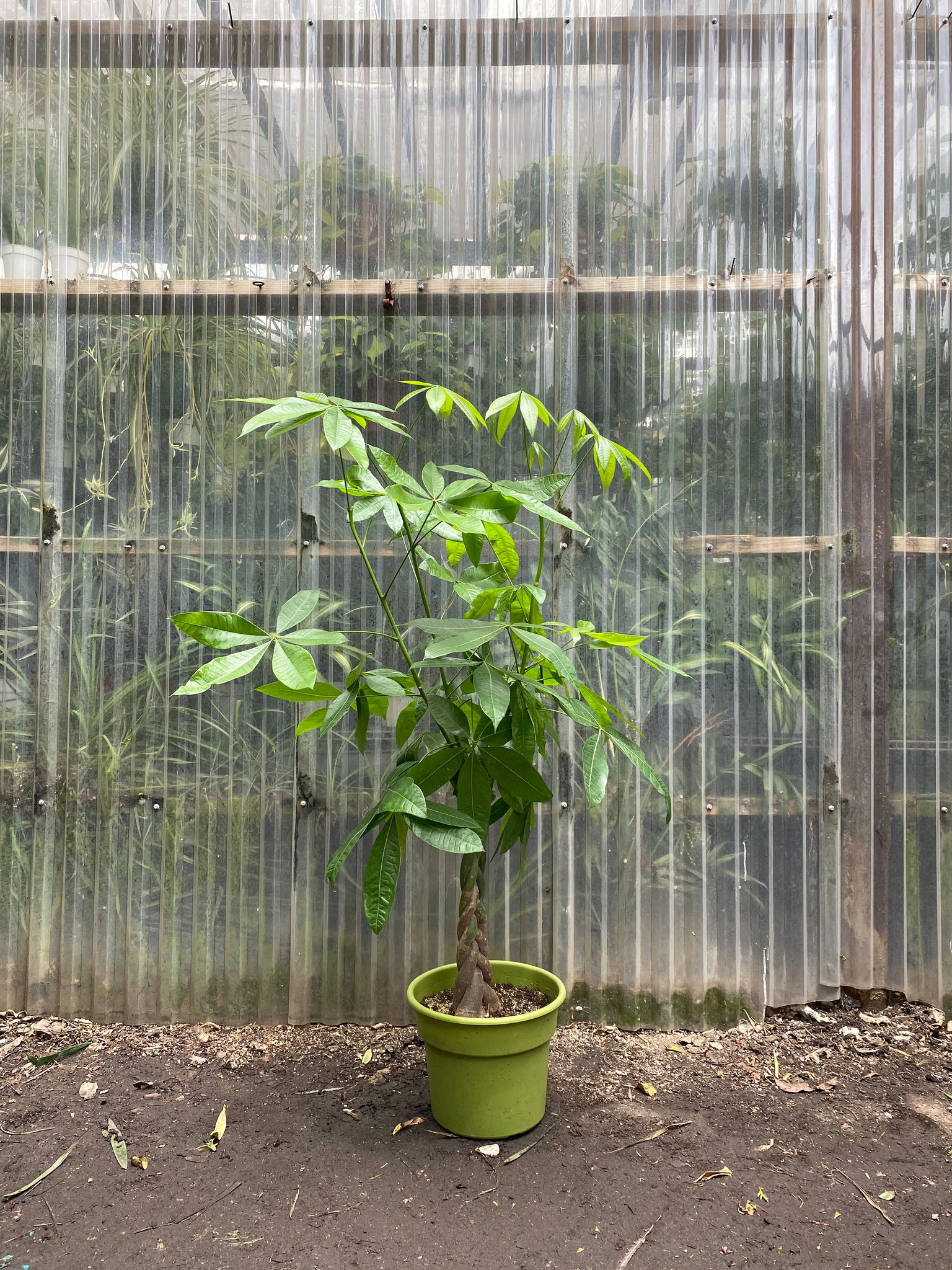 pachira money tree plant Pachira aquatica | Money Tree
