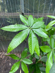 7 leaf money tree Pachira aquatica | Money Tree