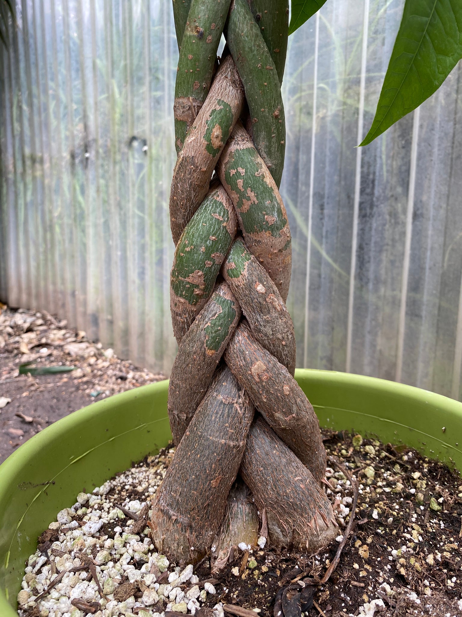 money tree boiling springs sc Pachira aquatica | Money Tree