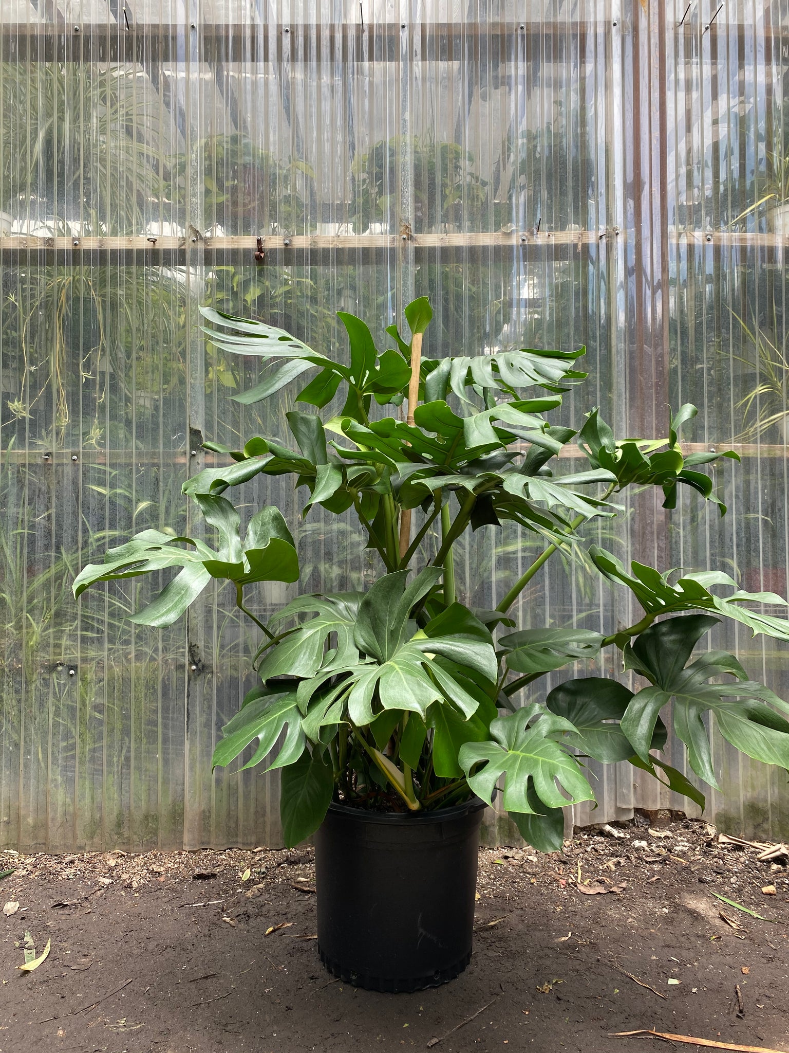 birgitt monstera deliciosa plant Monstera Deliciosa