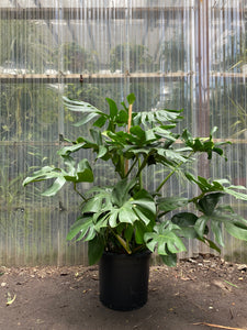 monstera deliciosa florida Monstera Deliciosa
