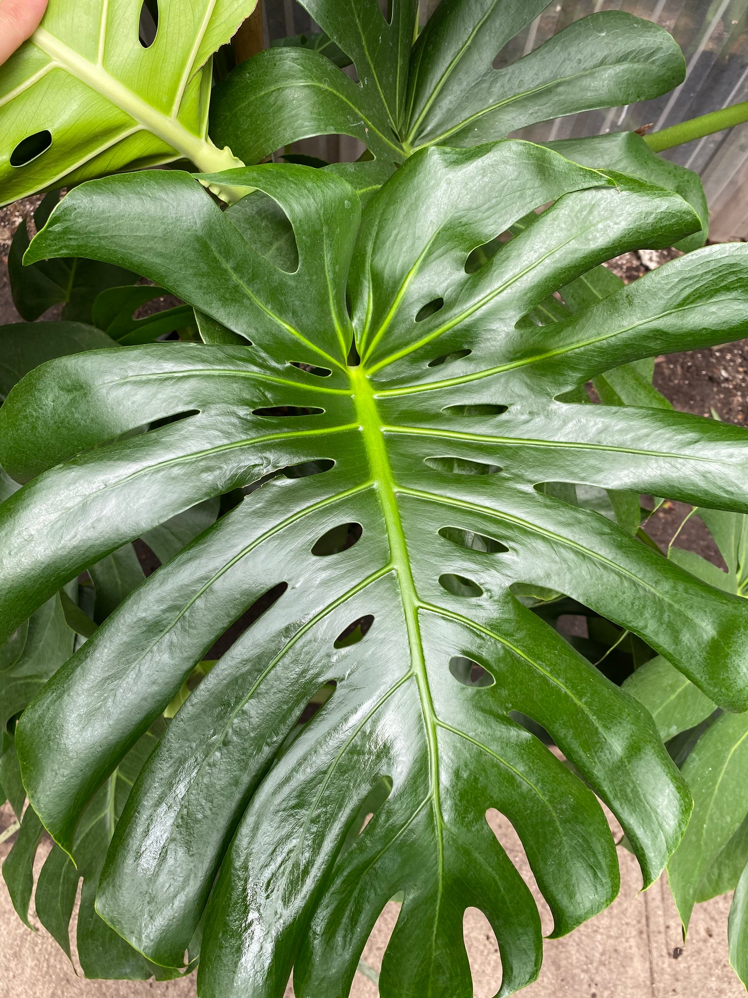 giant monstera deliciosa price Monstera Deliciosa