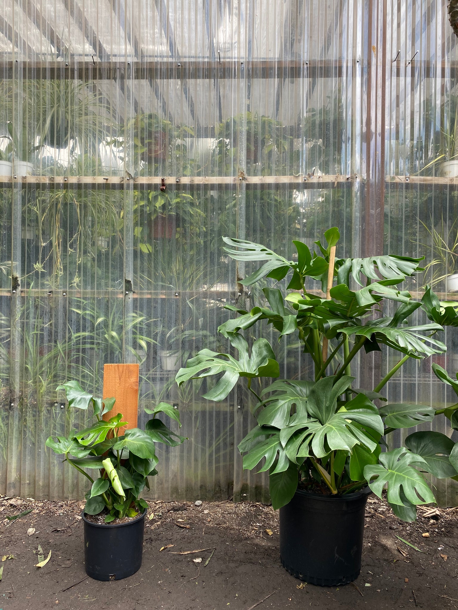 monstera deliciosa by garmi Monstera Deliciosa
