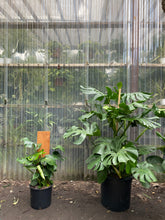 Load image into Gallery viewer, Monstera Deliciosa - Mickey Hargitay Plants