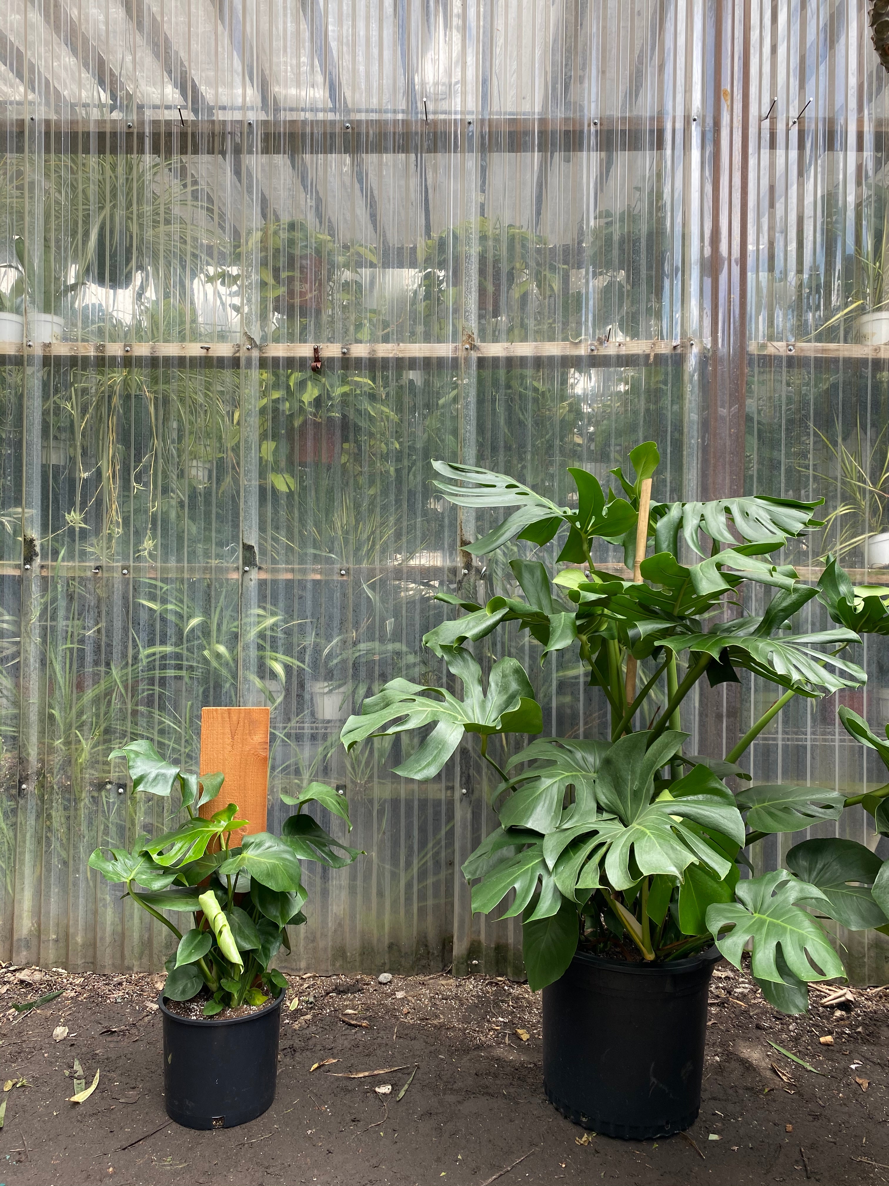 Monstera Deliciosa | Swiss Cheese Plant – Mickey Hargitay Plants