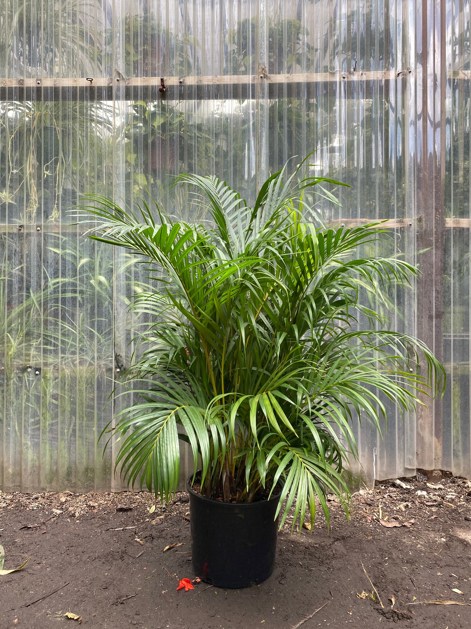 areca palm baby nursery Dypsis lutescens | Areca Palm