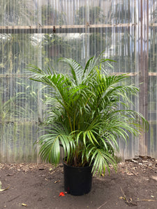 Areca Palm - Mickey Hargitay Plants