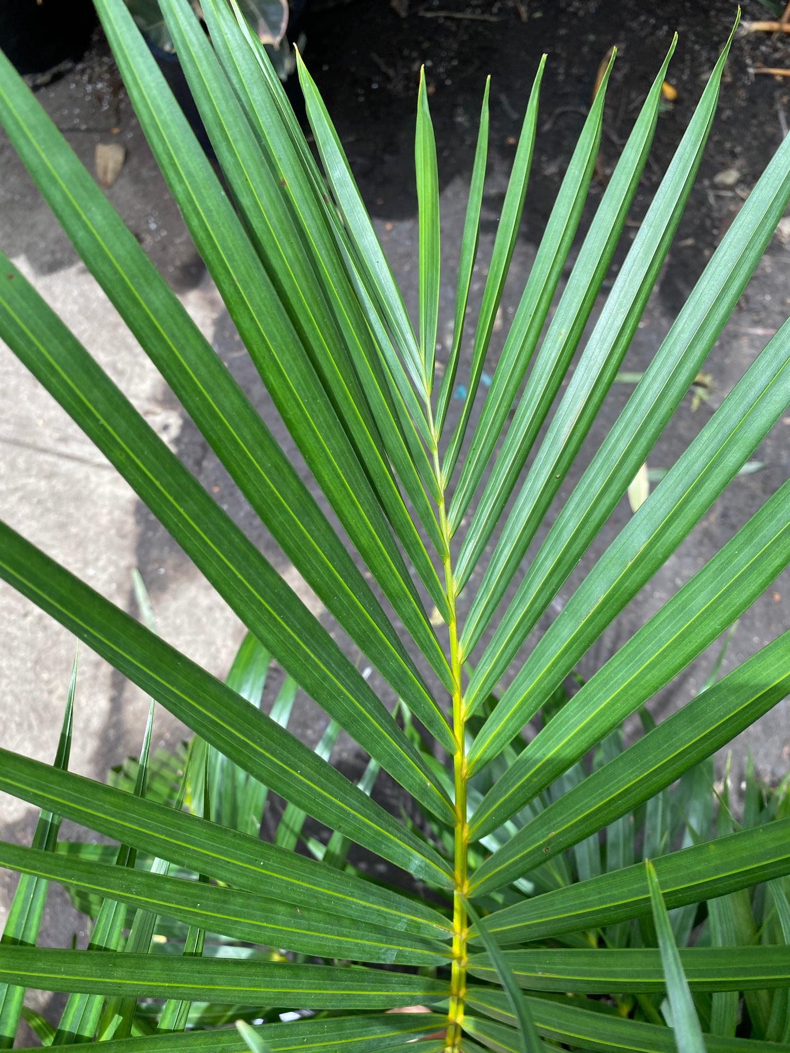 areca or majesty palm Dypsis lutescens | Areca Palm