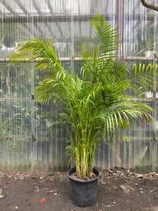 areca palm 7 gallon Dypsis lutescens | Areca Palm