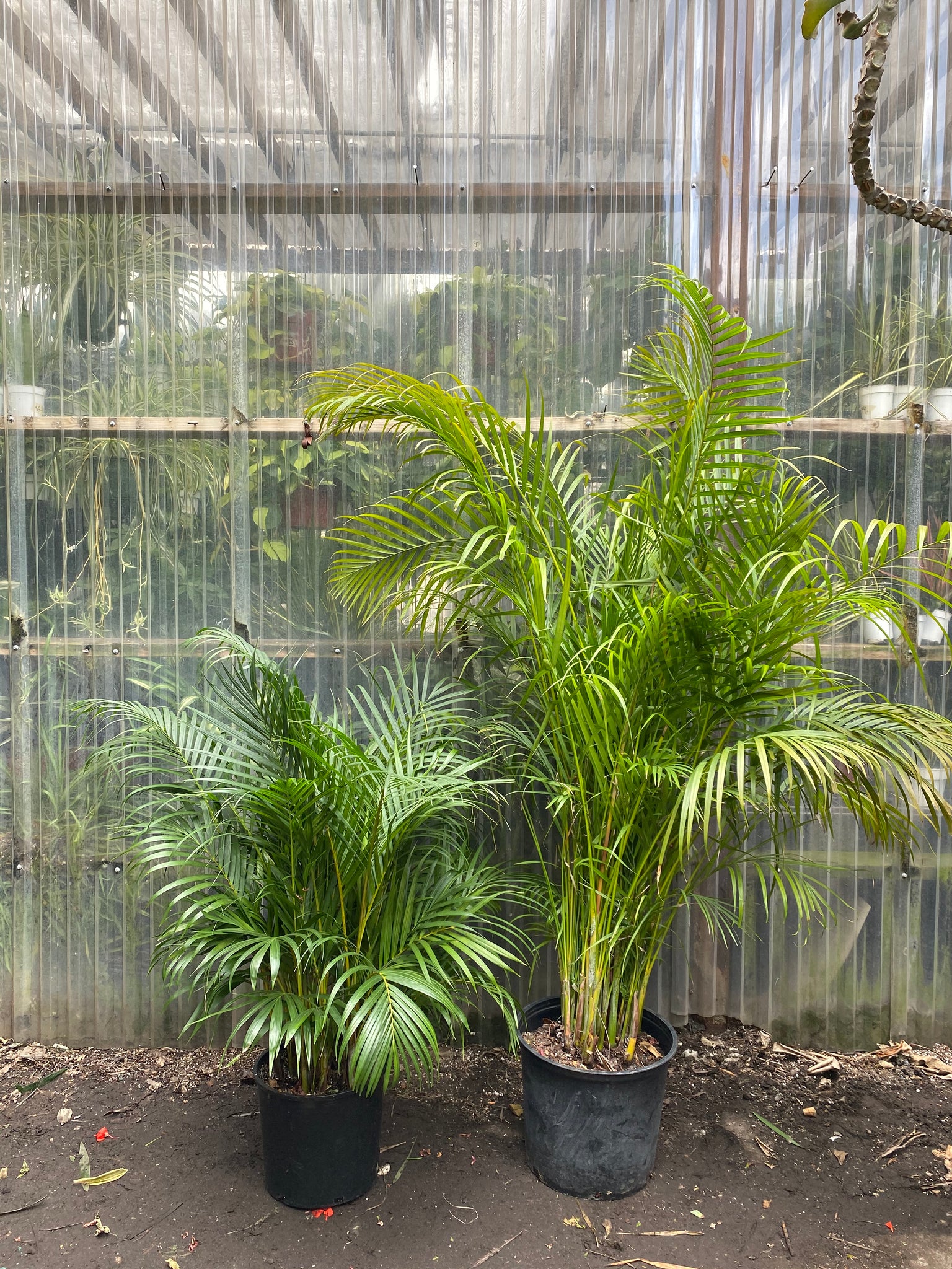 areca palm air Dypsis lutescens | Areca Palm
