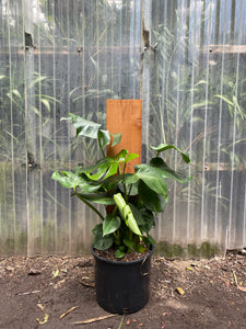 monstera deliciosa 1910 Monstera Deliciosa