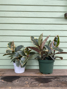 Ficus elastica - Tineke - Mickey Hargitay Plants