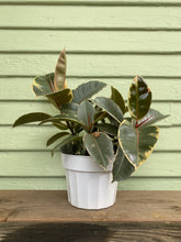 Load image into Gallery viewer, Ficus elastica - Tineke - Mickey Hargitay Plants