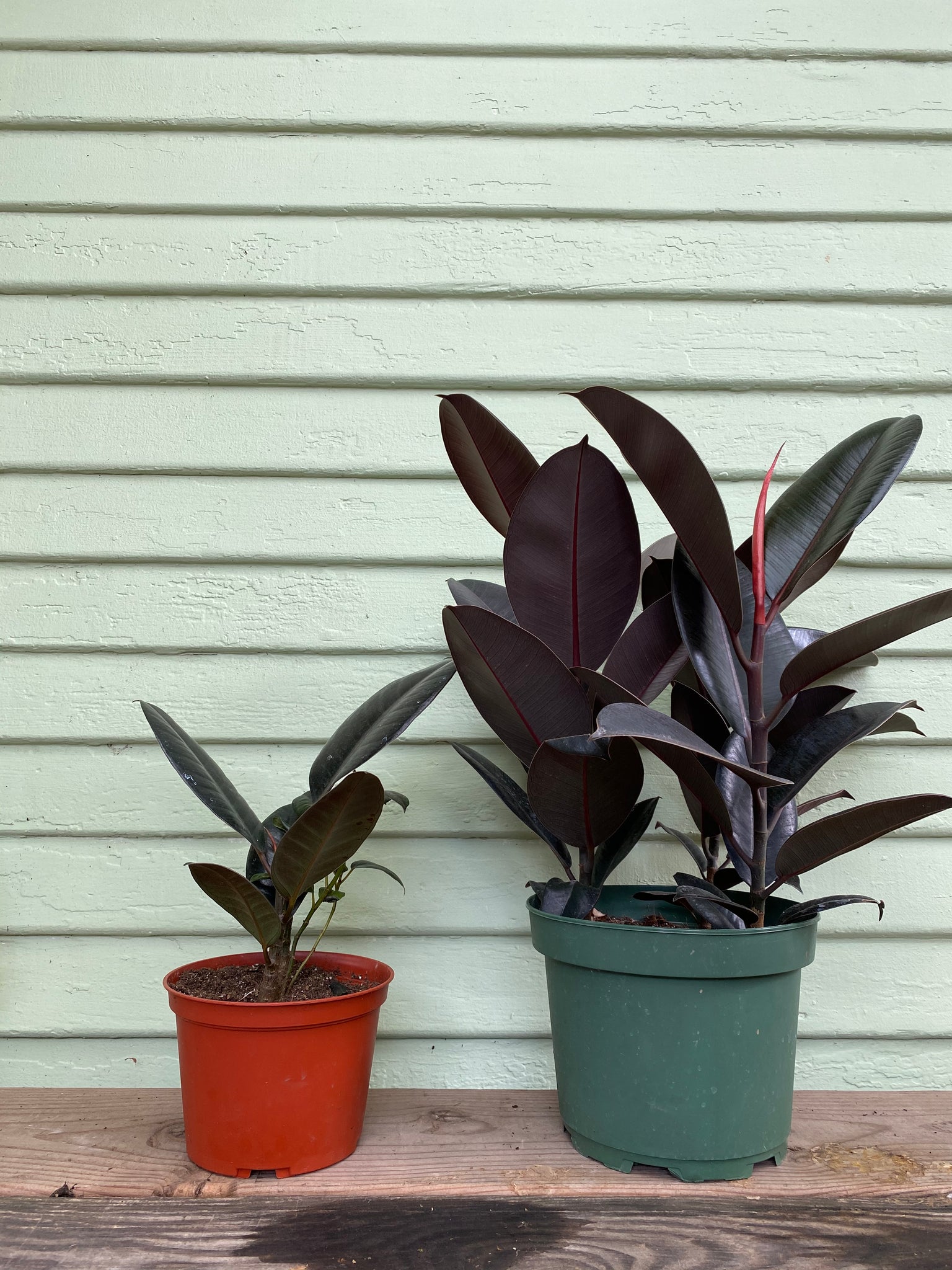 ficus elastica burgundy rubber tree Rubber Plant | Ficus elastica | Burgundy