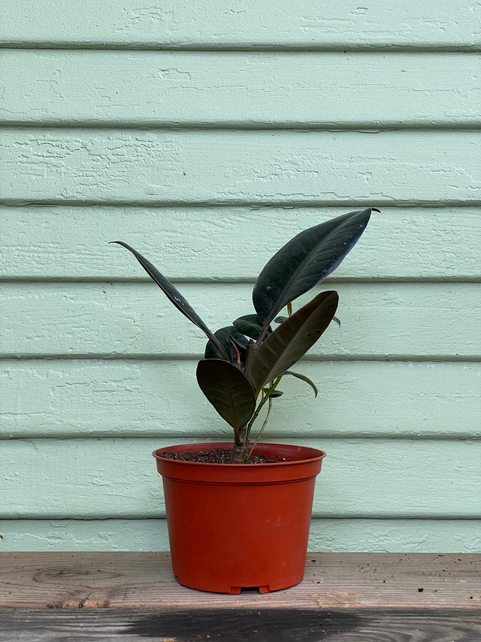 large burgundy rubber tree Rubber Plant | Ficus elastica | Burgundy