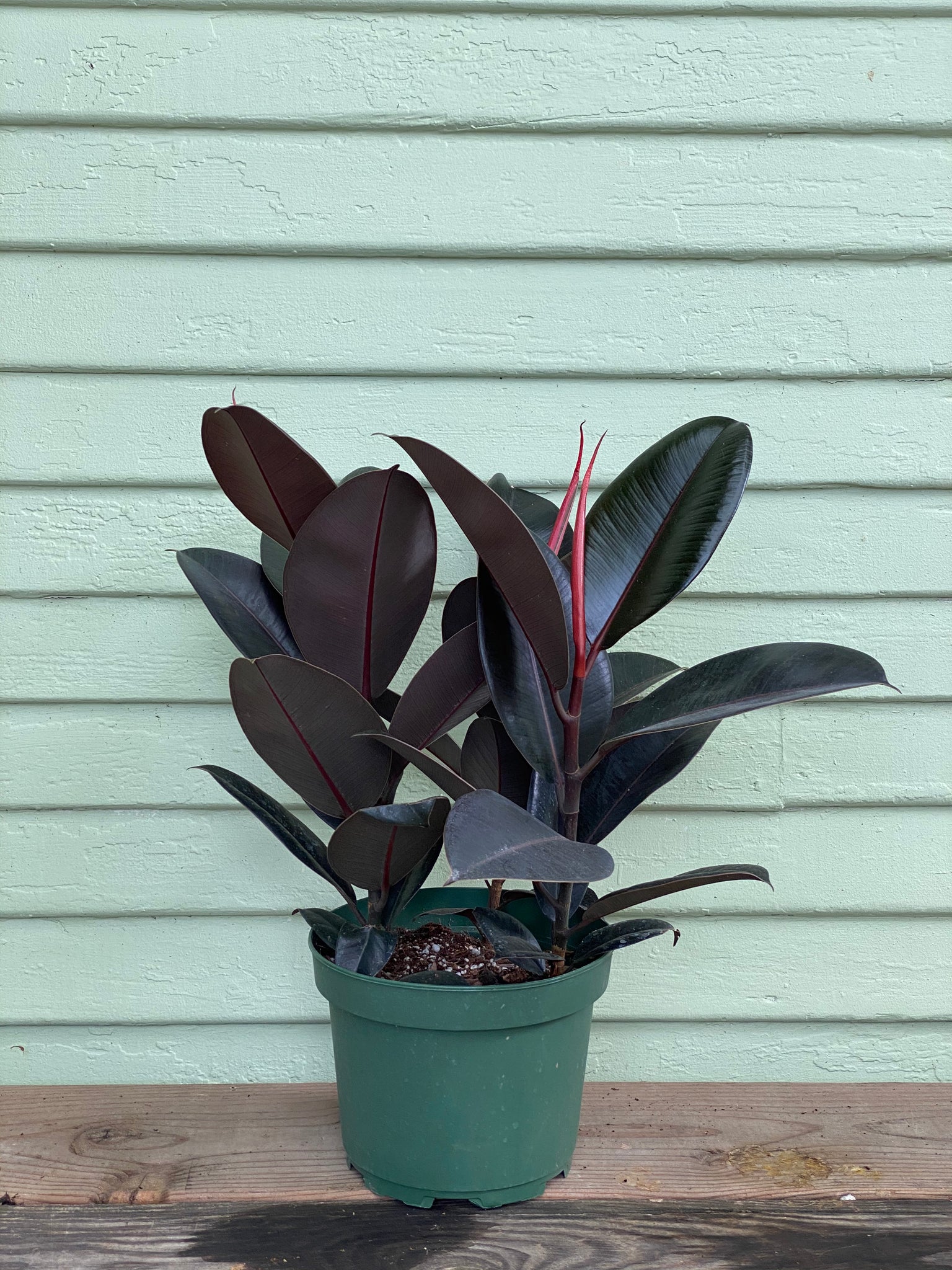 14+ Burgundy Ficus Plant Rubber Plant | Ficus elastica | Burgundy | Mickey Hargitay Plants