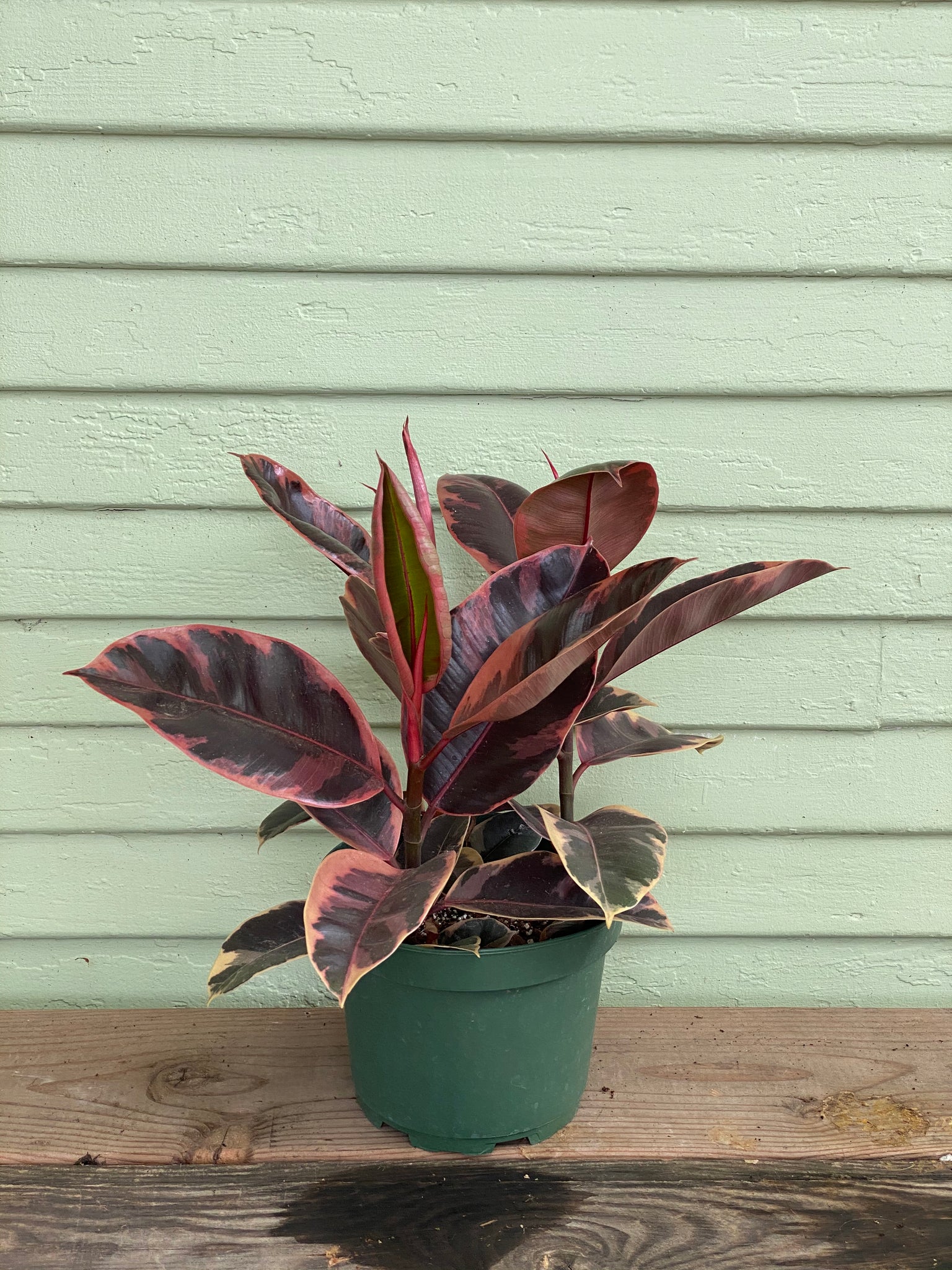 ruby rubber tree Rubber Plant | Ficus elastica | Ruby