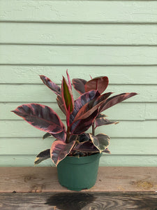 ficus ruby rubber tree Rubber Plant | Ficus elastica | Ruby