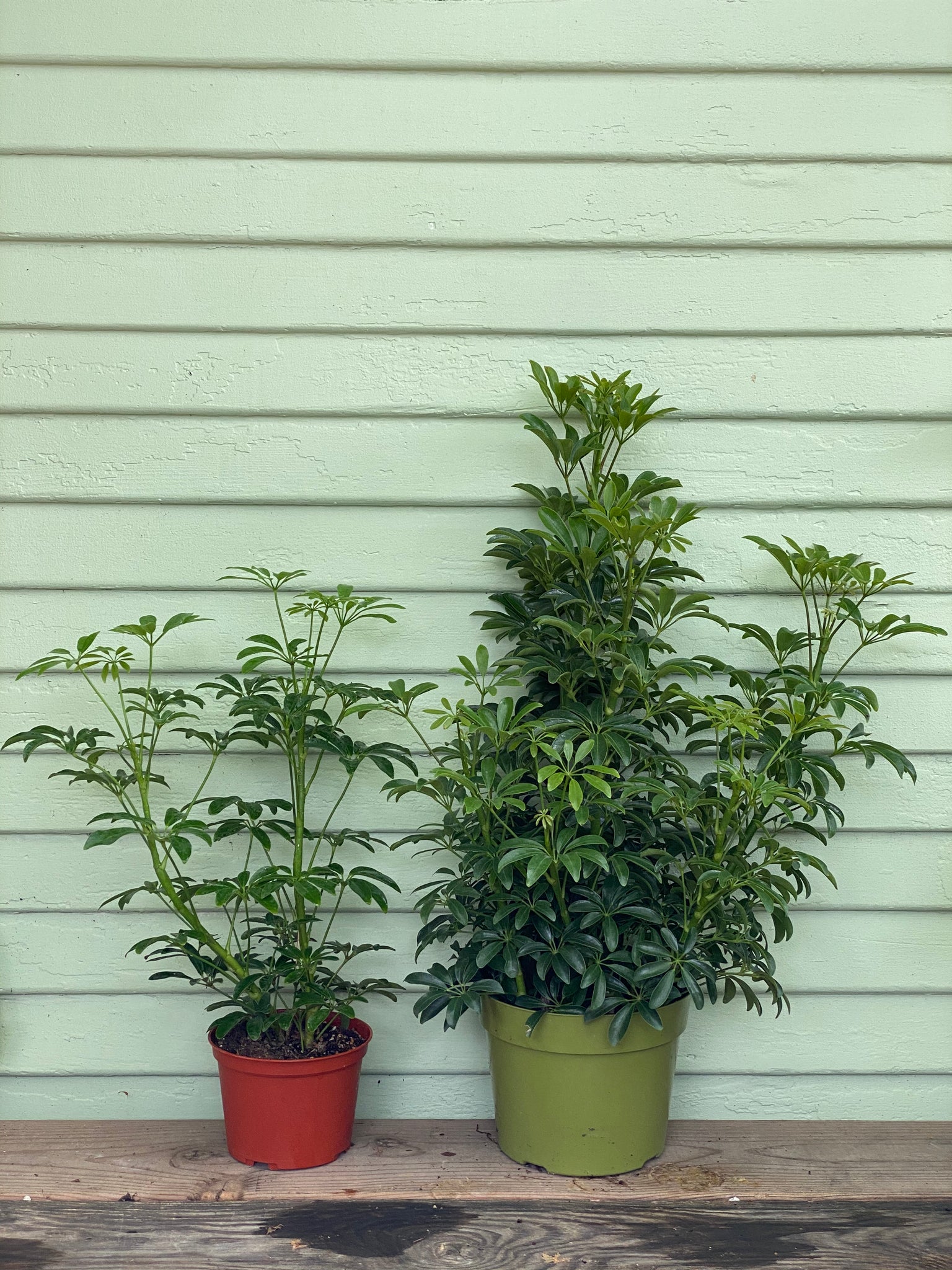 schefflera arboricola chat Schefflera arboricola
